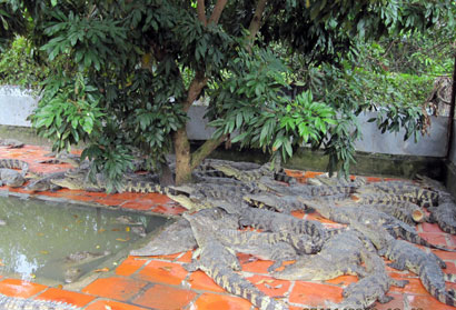 Tăng cường quản lý gây nuôi, mua bán, sử dụng động vật hoang dã