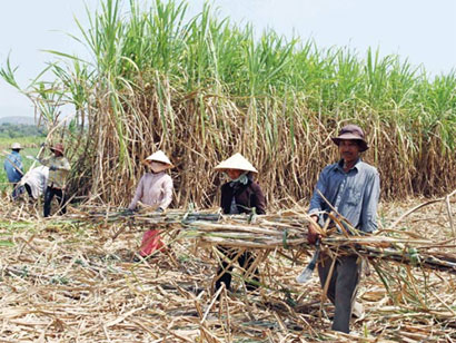 Chưa tính đến việc cấp hạn ngạch nhập khẩu đường