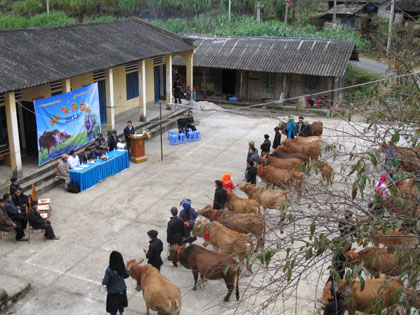 Hội thi bò đẹp ở Thài Phìn Tủng