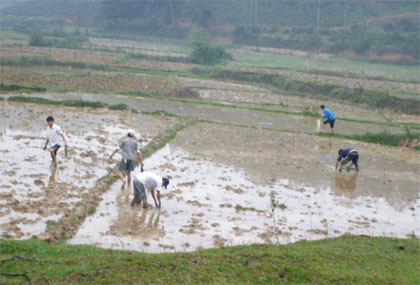 Những đứa trẻ mưu sinh trên đồng ruộng