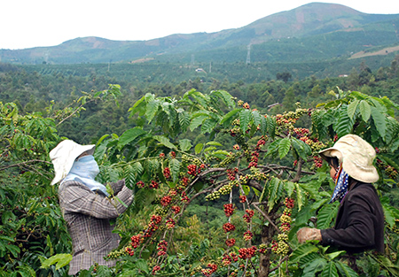 Cơ hội mới từ Dự án nhà máy chế biến cà phê vối đầu tiên tại Việt Nam