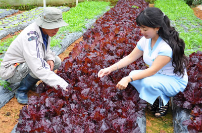 Tiến sĩ “Rau ăn liền”