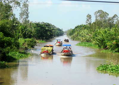 Dừa rớt giá, người dân lao đao