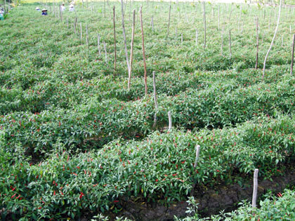 Giá cao, nghề trồng ớt phát triển mạnh