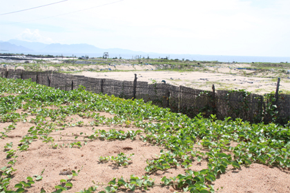 Câu chuyện cứu tôm – ngành chăn nuôi “tỷ đô” (Bài 1)