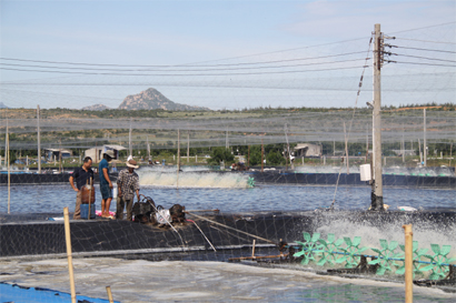 Câu chuyện cứu tôm - ngành chăn nuôi “tỷ đô” (Tiếp theo và hết)