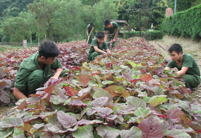 Chuyện tăng gia của Bộ đội đảo Đông bắc