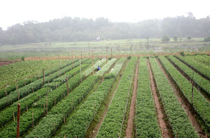 Làng hoa Phù Vân “lỗi hẹn” với Tết