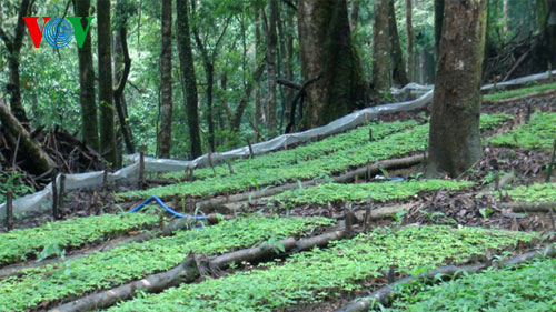 Kon Tum làm giàu từ cây sâm ngọc linh