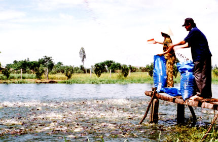 Nghề nuôi và chế biến cá tra xuất khẩu: Bao giờ trở lại thời “hoàng kim”?