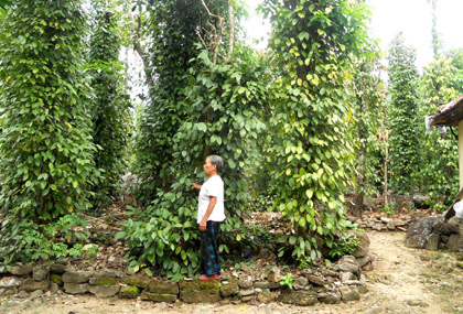 Vợ chồng thương binh già trồng hồ tiêu trên núi đá