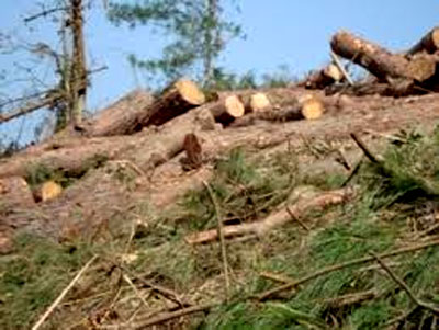 Bình Định: Điều tra, xử lý việc chặt phá rừng phòng hộ ven biển Nhơn Lý