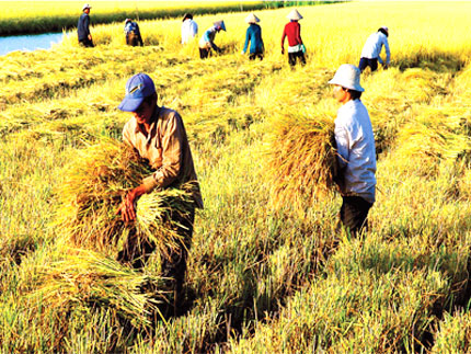 Đề nghị giảm lãi suất cho vay mua lúa, gạo tạm trữ