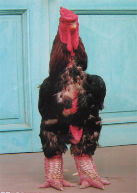 Giữ thương hiệu cho gà Đông Tảo