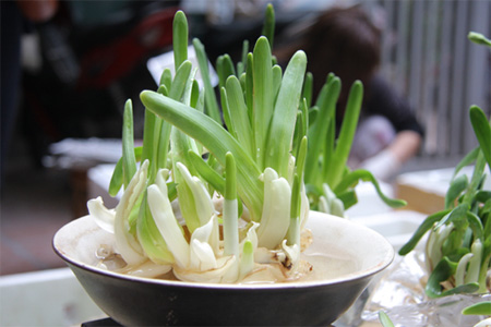 Thủy tiên-loài hoa quyến rũ và tinh tế