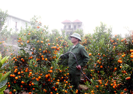 Xuân về trên Tứ Liên