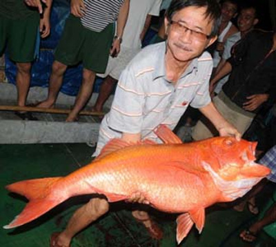 Lão “gàn”... và con cá vàng!