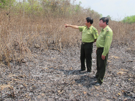 Chủ động lực lượng, phương tiện phòng, chống cháy rừng