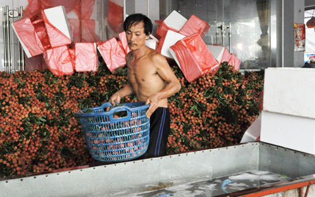 Vải Lục Ngạn chào hàng tại thị trường Nhật Bản