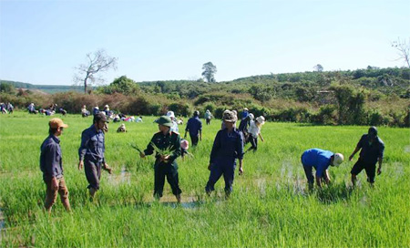 Công ty 72 (Binh đoàn 15) giúp nhân dân địa phương chăm sóc lúa nước