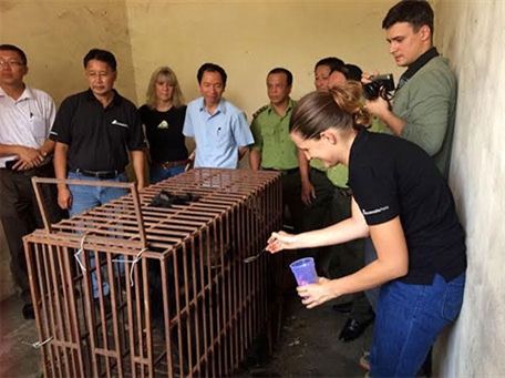 Cứu hộ cá thể gấu bị nuôi nhốt cuối cùng tại Quảng Ninh