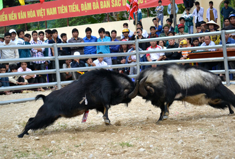 Về Hà Giang xem... chọi dê