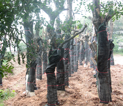 Cải tạo, thay thế cây xanh ở Hà Nội