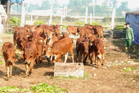 Ứng dụng khoa học-kỹ thuật vào chăn nuôi, trồng trọt