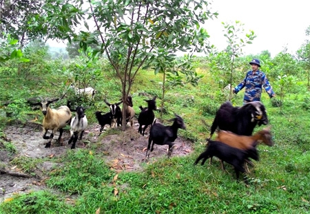 Biến đồi hoang thành khu tăng gia