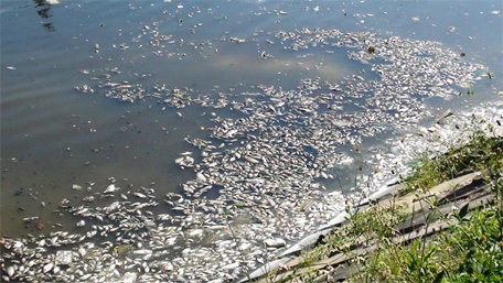 Nhức nhối với ô nhiễm môi trường ở sông Phú Lộc