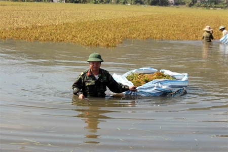 Những chiến sĩ dầm mình trong nước giúp dân cứu lúa