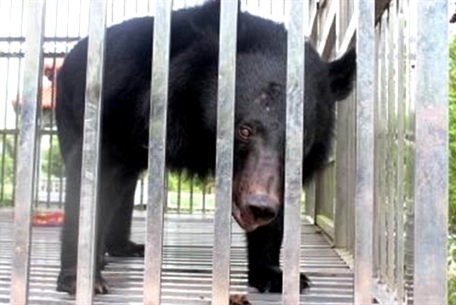 Cứu hộ thành công một cá thể gấu ngựa tại Quảng Ninh