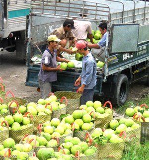 Phát triển cây ăn quả ở ĐBSCL: Thiếu bền vững