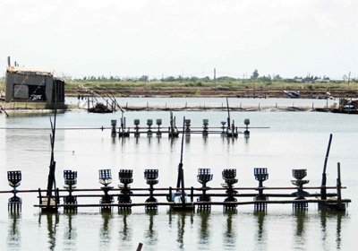 Khẩn trương tìm giải pháp vực dậy nghề nuôi tôm