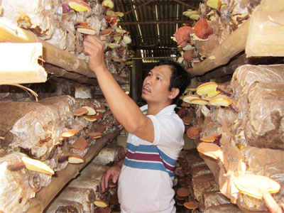 Võ sư đi… trồng nấm 