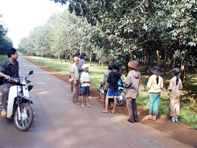 Nạn trộm cắp mủ cao su ở Tây Ninh: Cần xử lý quyết liệt hơn