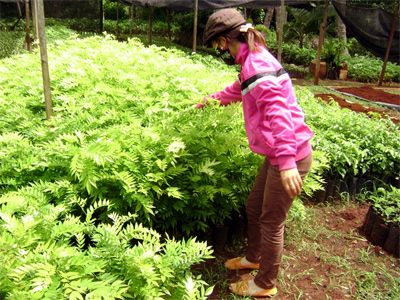 Ươm giấc mộng “sưa”