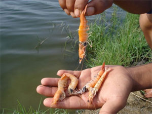 Bệnh trên tôm nước lợ gây thiệt hại 5.500 tỷ đồng