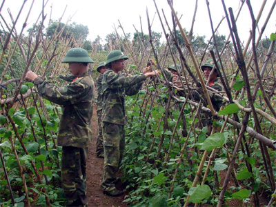 Trồng tiêu trên núi, trồng rau trên đồi