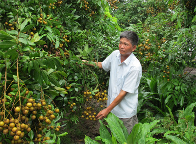 Hưng Yên: Kéo dài mùa nhãn no ấm