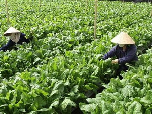 Cung cấp 1,6 triệu tấn rau đặc sản Đà Lạt dịp Tết