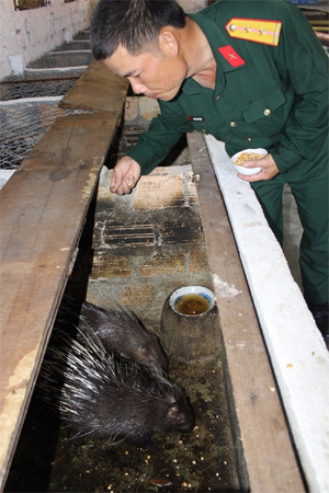 Lính Plây-me nuôi nhím