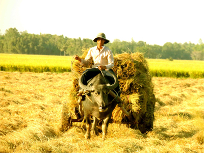 Tìm biện pháp nâng cao thu nhập cho người trồng lúa