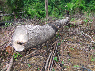 Ai “xẻ” rừng Ngàn Me?