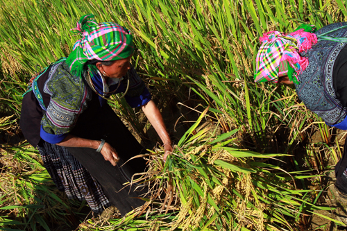 Mù Cang Chải: Hành trình kiến tạo mùa vàng