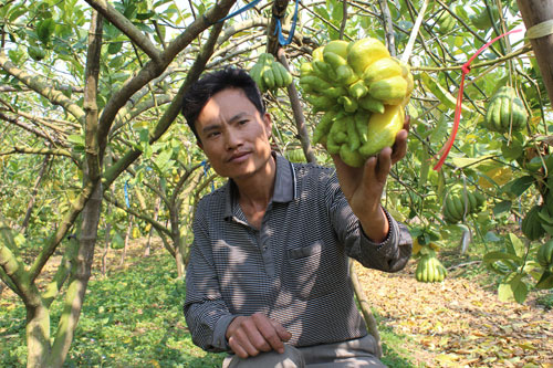 Phật thủ tiền triệu vẫn nhiều người mua