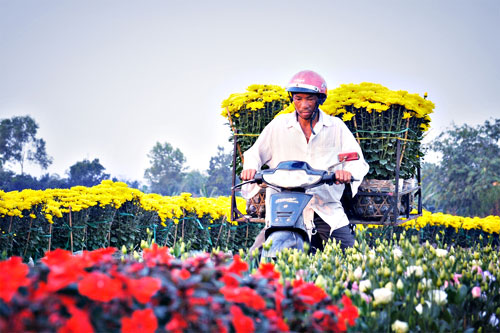 Nhộn nhịp đưa hoa về phố