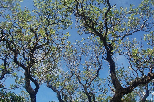 Trường Sa, nơi nhịp sống sinh sôi