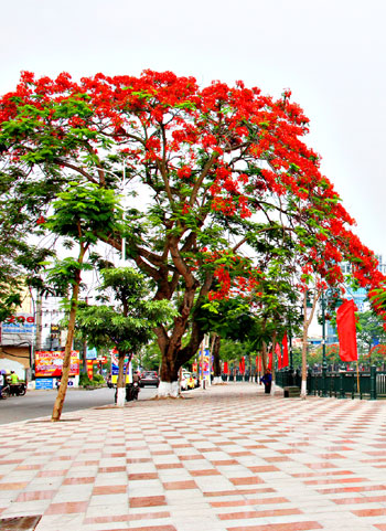 Lễ hội Hoa Phượng đỏ lần thứ 3