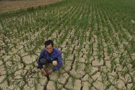 Lúa Hè Thu tại Tiền Giang bị thiệt hại do thiếu nước 